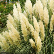 Pampas Grass, Ivory Feather #3